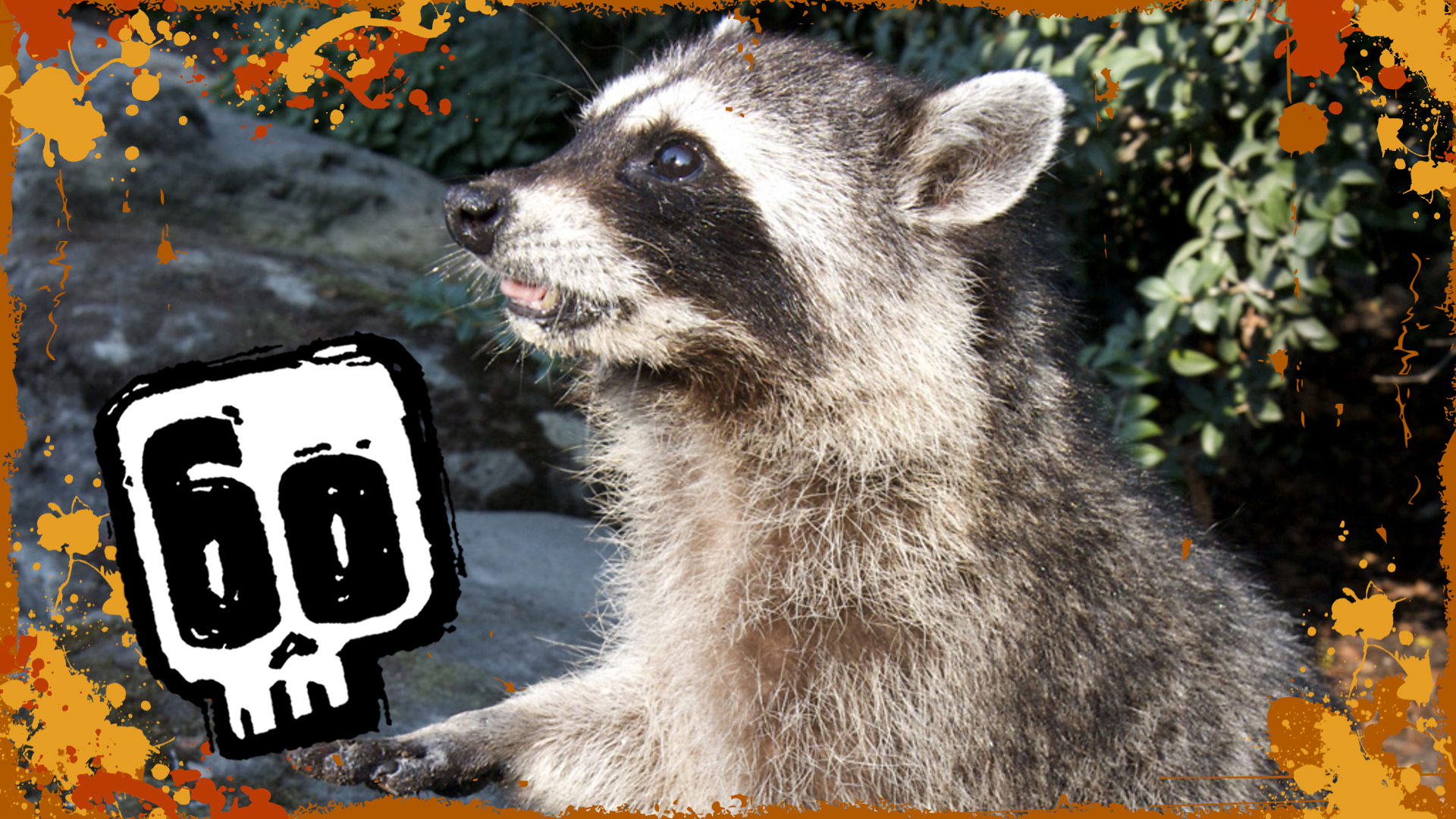 Racoon hunting skills - CBBC